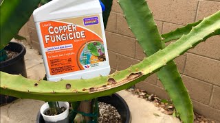 How to Treat Dragon Fruit Fungal Disease and Cactus Rust [upl. by Nednal447]