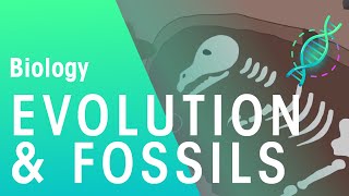 Fossils amp Evidence For Evolution  Evolution  Biology  FuseSchool [upl. by Golub888]