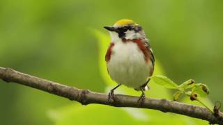 Chestnutsided Warbler [upl. by Ynetsed49]