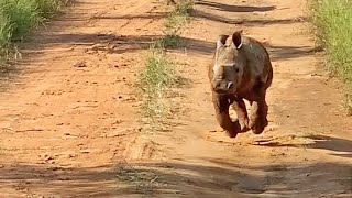 The Most Excited Baby Rhino Ever [upl. by Martin]