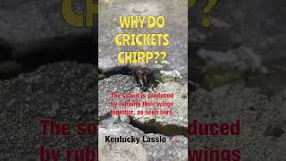 Understanding Cricket Sounds How do Crickets Make Their Unique Chirping Sounds [upl. by Rori87]