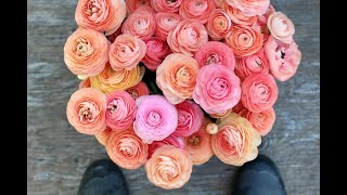 How to Harvest Ranunculus [upl. by Tdnaltroc]