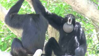 Siamang Gibbons howling at Miami Metrozoo [upl. by Yxor]