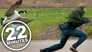 22 Minutes Canada Goose Attack Ad [upl. by Tybald448]