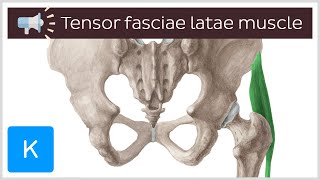 Tensor fasciae latae muscle  Anatomical Terms Pronunciation by Kenhub [upl. by Meer]