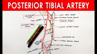 Posterior tibial artery  Origin Course Branches  Anatomy Tutorial [upl. by Benni]