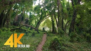 Virtual Walk through a Tropical Forest  4K Virtual Hike with Nature Sounds [upl. by Celik]