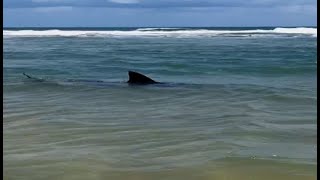 Tubarão flagrado na Praia de Boa Viagem em RecifePE [upl. by Scheck754]