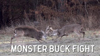 Monster Whitetail Buck Fight [upl. by Ahl]