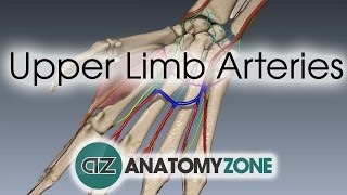 Upper Limb Arteries  Hand and Wrist  3D Anatomy Tutorial [upl. by Mozelle]