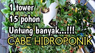 PANEN CABE HIDROPONIK VERTICAL TOWER SYSTEM UNTUNG BANYAK [upl. by Tamiko28]