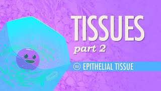 Tissues Part 2  Epithelial Tissue Crash Course Anatomy amp Physiology 3 [upl. by Lotte]