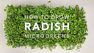 How to Grow Radish Microgreens [upl. by Leodora159]