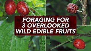 Foraging For 3 Overlooked Wild Edible Fruits [upl. by Adnocahs]