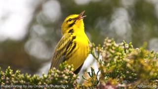 Prairie Warbler Song [upl. by Lefton56]