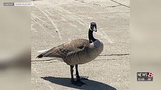 Walmart goose attack [upl. by Amor389]