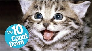 Top 10 Domesticated Cat Breeds [upl. by Nodgnal756]