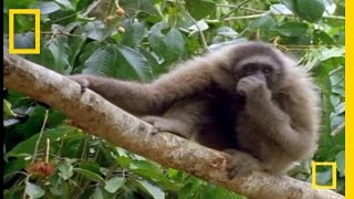 The Swinging Gibbon  National Geographic [upl. by Amle]