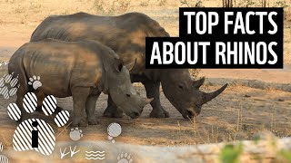 Top 10 Rhino Facts  Animal Fun Facts  WWF [upl. by Tada]