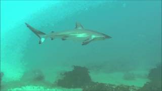 ANIMAL SPECIES  Carcharhinus obscurus [upl. by Nairadal]