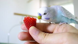 Budgie sounds 1 Hour Happy Budgies Parakeets [upl. by Kirsten748]