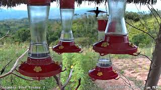 New Colombia Hummingbird Feeder Camera [upl. by Mehitable]