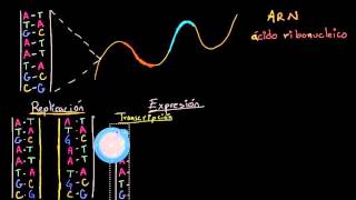 Replicación del ADN transcripción y traducción del ARN  Biología  Khan Academy en Español [upl. by Narruc]