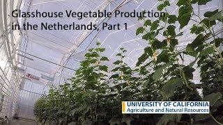 Glasshouse Vegetable Production in the Netherlands Part 1 [upl. by Dunston354]