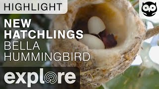 New Hatchlings  Bella Hummingbird Nest  Live Cam Highlight [upl. by Autumn]