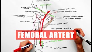 Femoral Artery and its branches  Anatomy tutorial [upl. by Chenay]