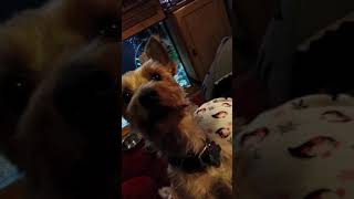 Yorkshire terrier my dog with quivering jaw funny video [upl. by Erdnoed542]