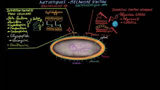 Antibiotiques  Ep 2  mécanisme daction  Docteur Synapse [upl. by Eirrol]