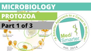 Protozoa  Microbiology  USMLE STEP 1  Part 1 of 3 [upl. by Hnacogn]