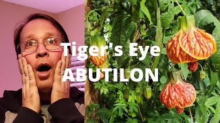 How to Pot Up Cuttings from Tigers Eye Abutilon [upl. by Jo-Ann]