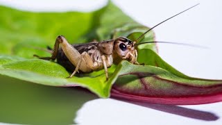 C FOR CRICKETFUN FACTS ABOUT CRICKETS [upl. by Hartley]