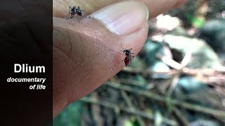 Asian tiger mosquito Aedes albopictus [upl. by Dempsey7]