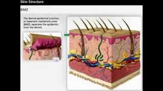 Skin Anatomy  Dermis amp Epidermis  Wound Care [upl. by Imekawulo384]