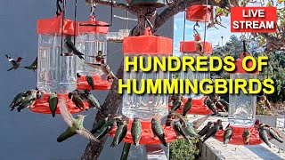 Live Hummingbird Feeder Cam Bird Feeder Simi Valley California [upl. by Nyvar]