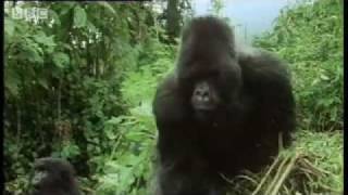 Remembering the first encounter with a silverback gorilla   Attenborough  BBC wildlife [upl. by Elyrpa834]