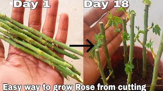 Easy way to grow rose from cutting How to grow rose plant from cutting with English subtitles [upl. by Almita]