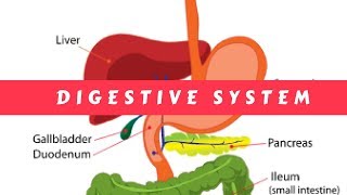 The Digestive System  Simple terms [upl. by Elliven]