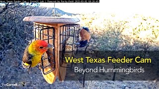 West Texas Feeders Beyond Hummingbirds [upl. by Emoreg855]