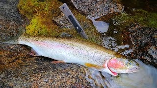 Wild Mountain Trout Catch n Cook [upl. by Christin187]