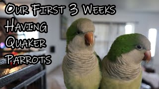 Having a Quaker Parrot and what to expect [upl. by Arndt]