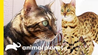 These Beautiful Bengal Cats Are Incredibly Intelligent  Cats 101 [upl. by Leeban]