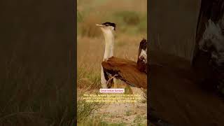 Great Indian bustard [upl. by Cheke]