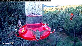 Amazing Hummingbird Diversity On Display At West Texas Feeders – Aug 5 2021 [upl. by Mahmoud]