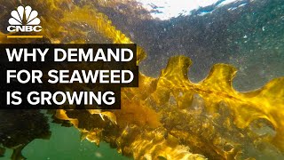 Why Demand For Seaweed Is About To Boom [upl. by Howenstein]