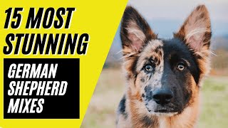 German Shepherd Mixes  15 STUNNING Mixes with the MIGHTY GSD [upl. by Azile]