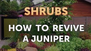 How to Revive a Juniper [upl. by Abdel]